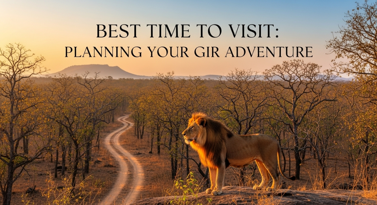 Best Time to Visit: Planning Your Gir Adventure