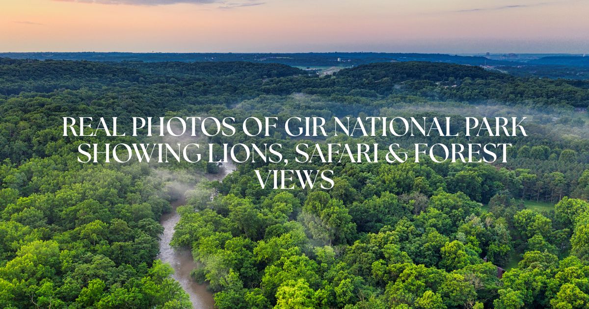 Asiatic lion spotted during wildlife safari in Gir National Park Gujarat, India.