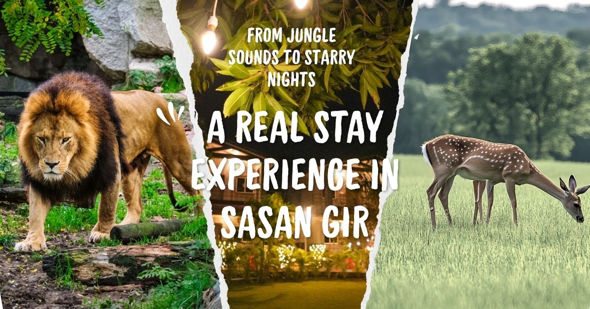 From Jungle Sounds to Starry Nights: A Real Stay Experience in Sasan Gir