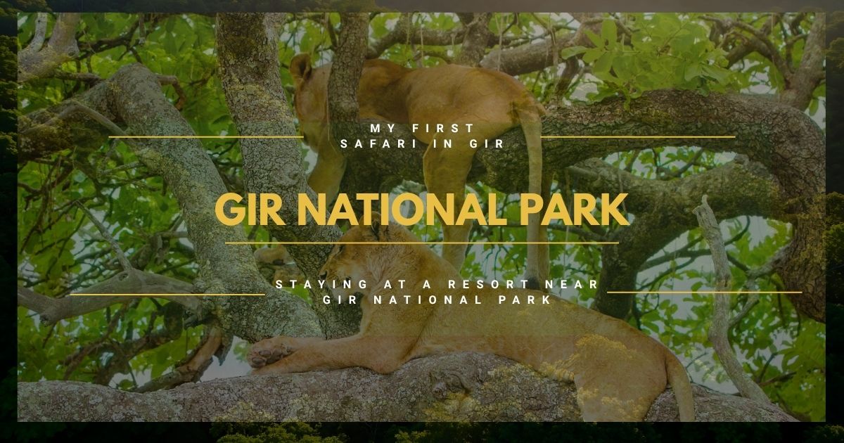 My First Safari in Gir: Staying at a Resort Near Gir National Park