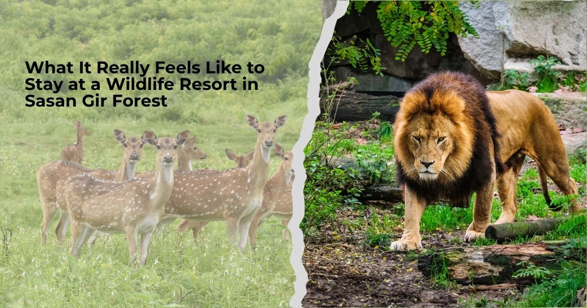 What It Really Feels Like to Stay at a Wildlife Resort in Sasan Gir Forest