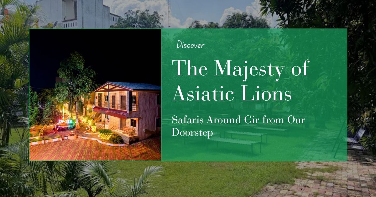 Discover the Majesty of Asiatic Lions: Safaris Around Gir from Our Doorstep