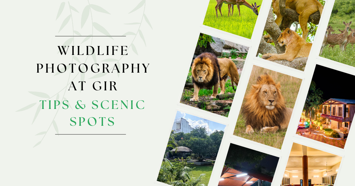 Wildlife Photography at Gir: Tips & Scenic Spots